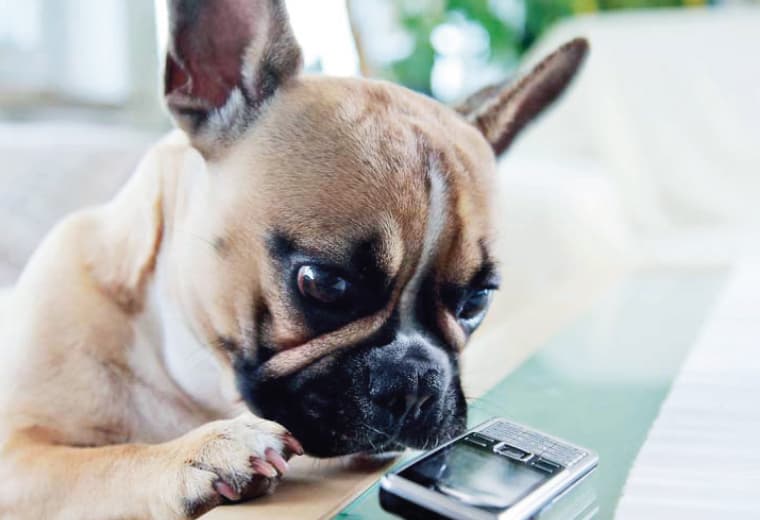 1994: Auf den Hund gekommen - AGILA wird Teil der Gruppe