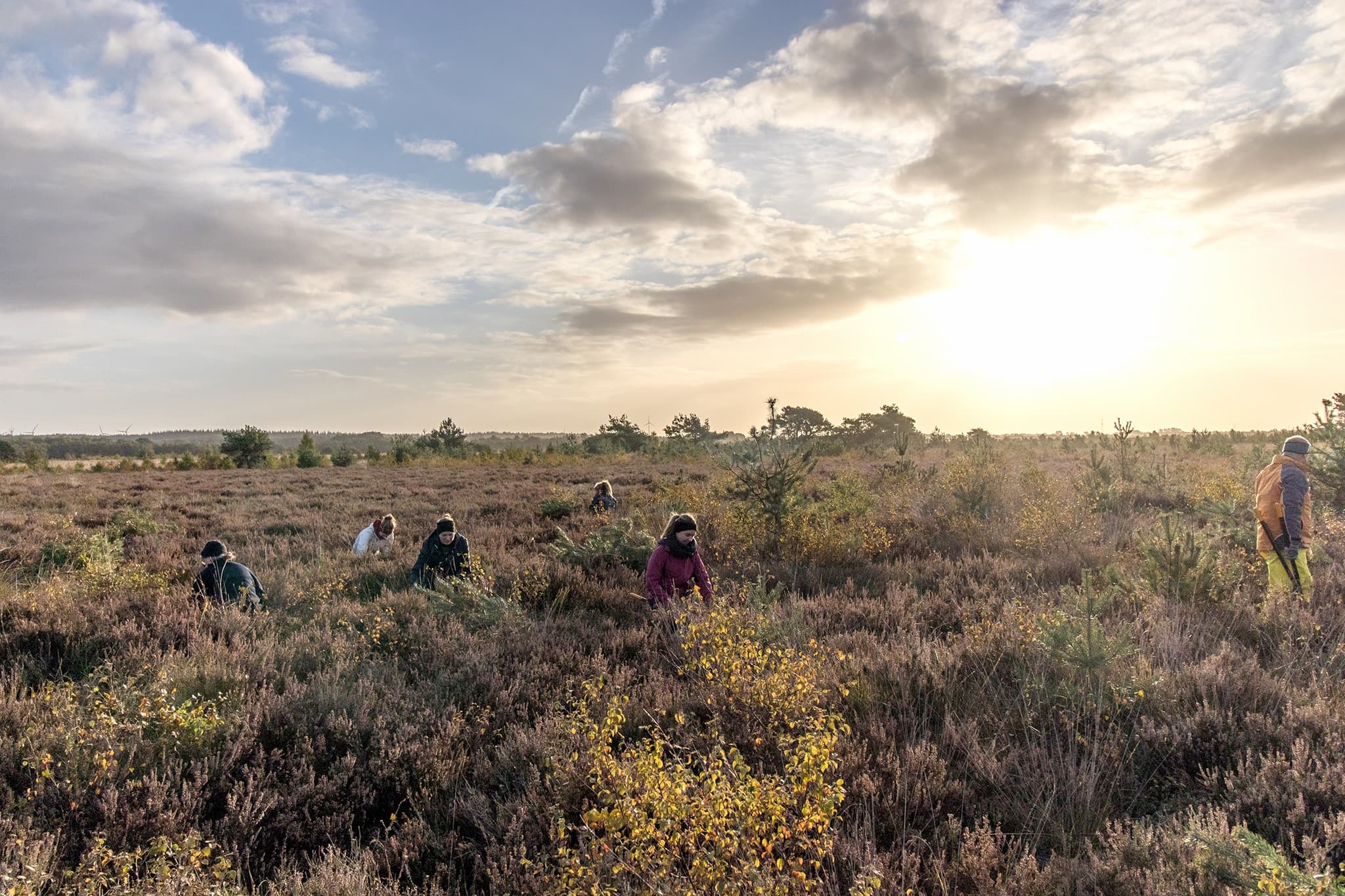 Bild des Diepholzer Moors, welches renaturiert wird.