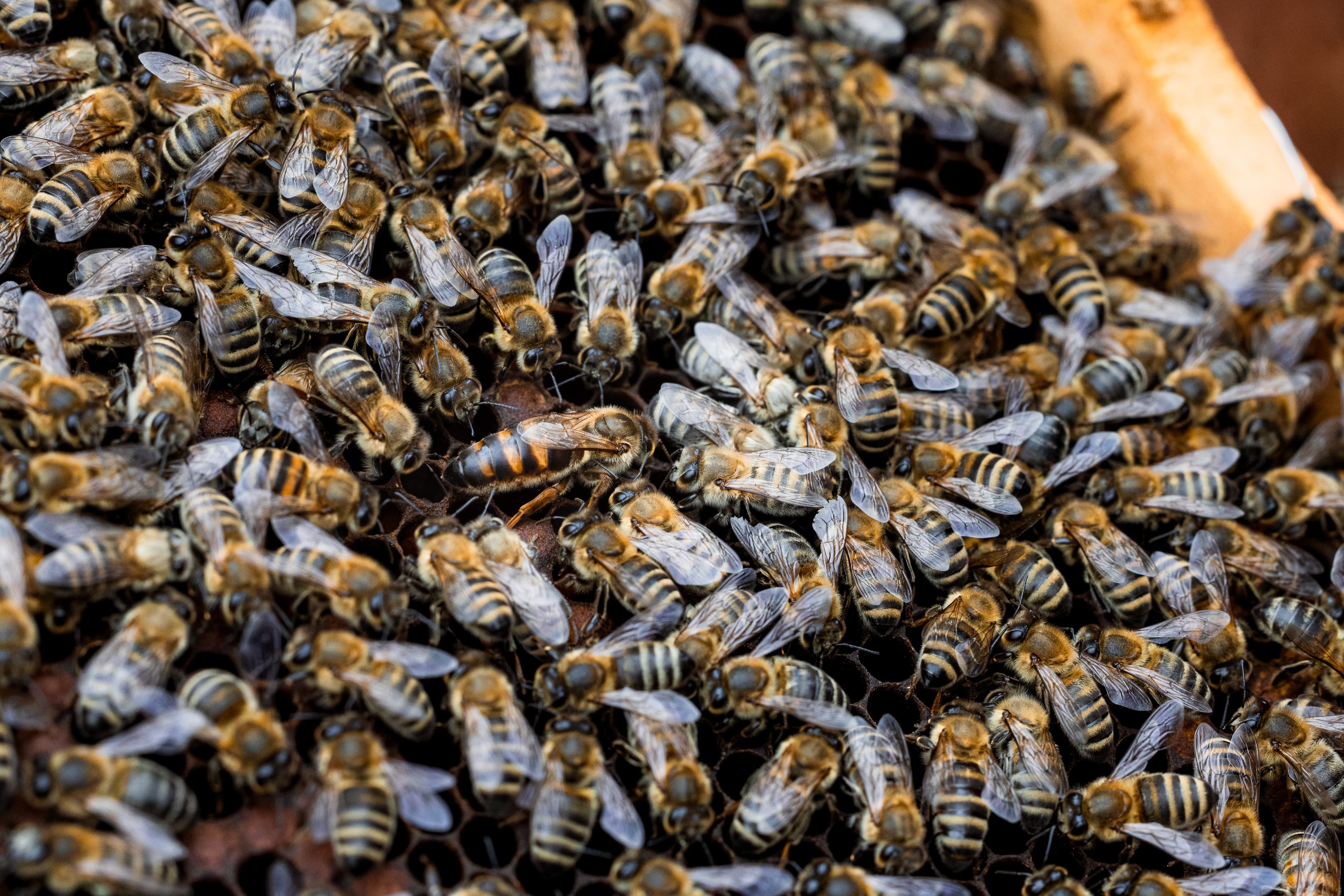 Apis Mellifera Bienenkönigin