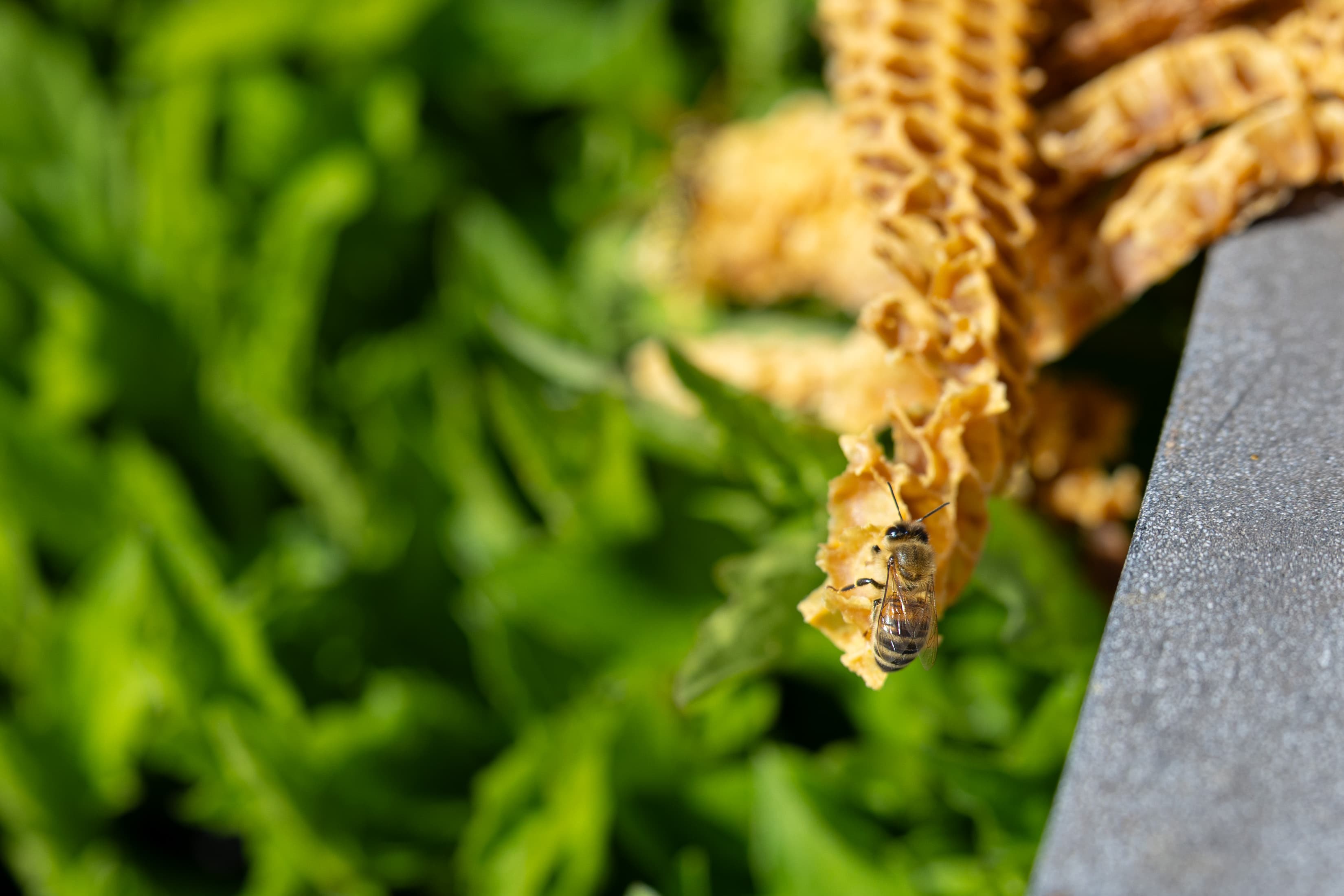 Eine Honigbiene hängt an einer Bienenwabe.