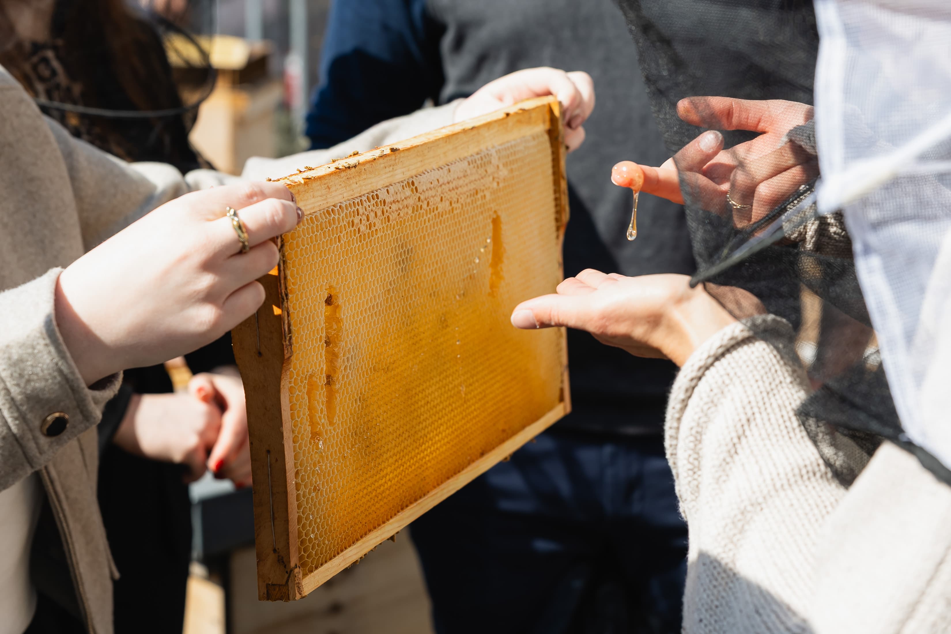 Honig probieren auf der Arbeit