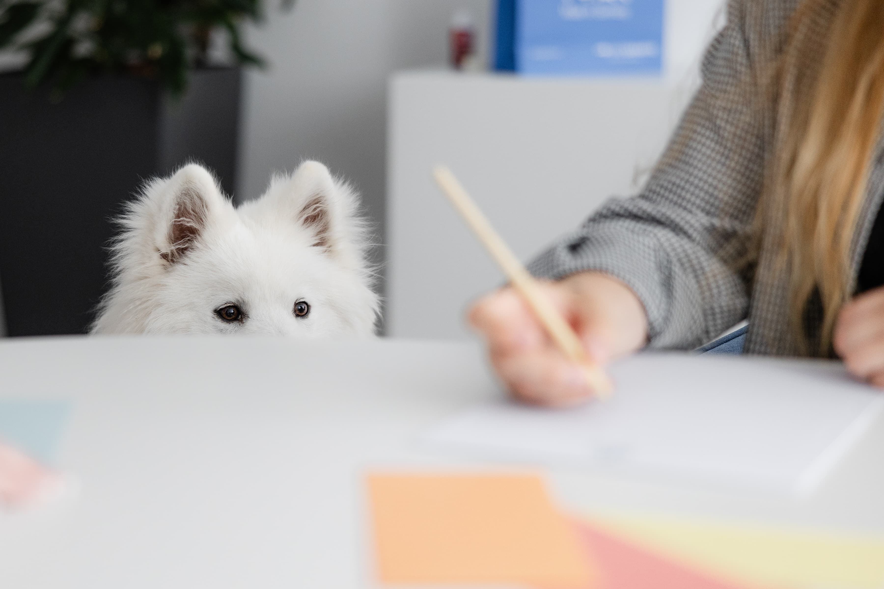 Ein Bürohund der WERTGARANTIE Group schaut über den Tisch wie eine Mitarbeiterin Notizen aufschreibt.